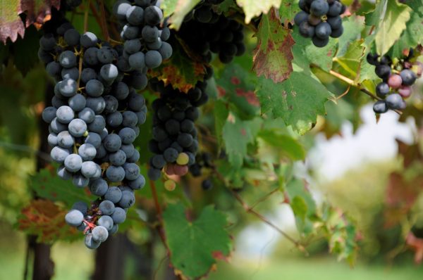 Lambrusco IGT Ca di Ferra 750ml