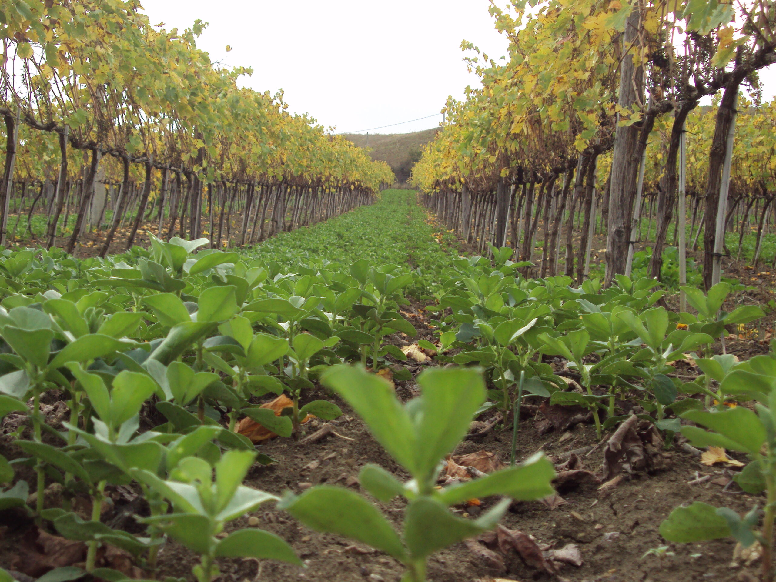 Nudo Rosato Maremma BIO 2020 750ml