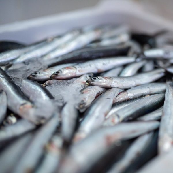Gesalzene Anchovis, 750g